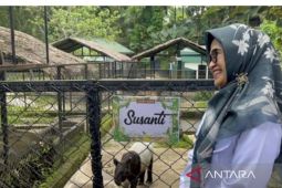Zoo Siantar tambah koleksi hewan Tapir
