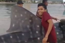 Hiu tutul raksasa terperangkap jala nelayan di Lamreh Aceh Besar