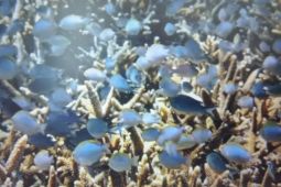 Ikan di perairan Bontosua melimpah setelah pemulihan ekosistem terumbu karang