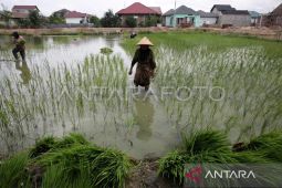 DPR Aceh apresiasi warga Aceh Tamiang alih fungsi lahan sawit ke sawah