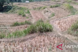 Areal sawah di Karawang selatan "menganggur" di musim kemarau
