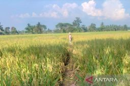 Penyaluran pupuk bersubsidi di Bengkulu hingga Juli capai 25,158 ton