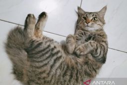 Belajar tanpa prasangka dari si meong Pikko