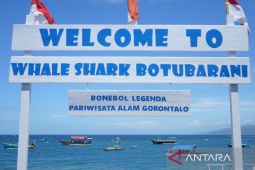 Gorontalo memperingati Hari Hiu Paus di pantai Botubarani