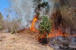 Tim gabungan padamkan kebakaran lahan 40 hektare di Flores Timur
