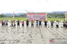 Realisasi produksi padi Kalbar capai 896.626 ton