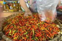 Harga cabai rawit di Gorontalo turun