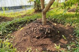 IPB beri tiga rekomendasi pengurai limbah B3 dalam tanah