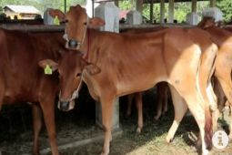 Membangun lumbung sapi di pulau-pulau kecil