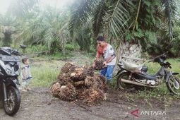 Kementan verifikasi data penerima sarana perkebunan di Mukomuko