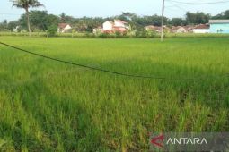 Dinas Pertanian Cianjur bantu pompa air untuk kelompok tani