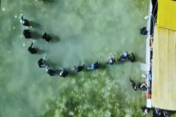 Restorasi terumbu karang untuk investasi masa depan