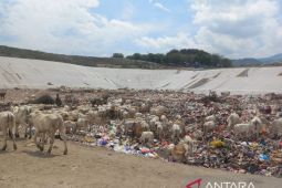 Ternak sapi milik warga yang berkeliaran di TPA Kawatuna