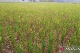 Kekurangan pasokan air, petani di Hadimulyo Timur gagal panen