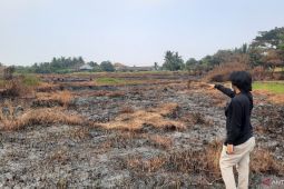 BPBD Tangerang padamkan kebakaran di 50 hektar lahan gambut