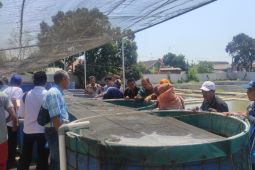 Pemkab Probolinggo kembangkan budidaya udang vaname sistem Bumi Kraksaan