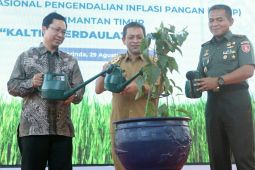 BI Kaltim bantu 55.000 bibit cabai ke binaan  Kodim untuk tekan inflasi