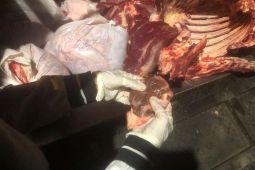 DKPP Surabaya uji sampel cegah peredaran daging gelonggong