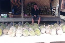 Musim durian di Badui mulai, dongkrak pendapatan ekonomi
