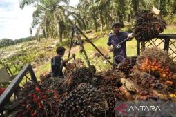 Kaltim kemarin, harga TBS naik hingga kuatkan kapasitas pekerja sawit