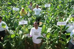 Pemkab Magetan intensif tingkatkan mutu tanaman tembakau lokal