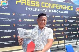 Polresta Manokwari tangkap pengedar ganja 1,2 kilogram