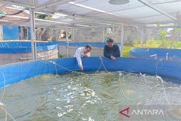 Dispertan Kuningan targetkan produksi ikan 28 ribu ton pada 2023