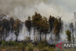 Lahan gambut seluas lima hektare di Belitung hangus terbakar