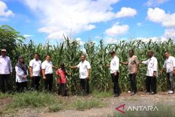 Pemkab Nagan Raya tanam jagung seluas 100 Ha untuk swasembada