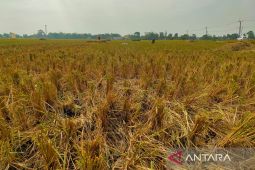 Produksi beras di Kabupaten Cirebon hingga Juli surplus 84 ribu ton