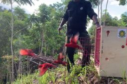 30 satwa dilindungi dilepas di Suaka Alam Gunung Sahuwai