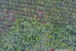 Jambi remajakan 153.401 hektare kebun sawit