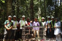 BKSDA Kalbar lepasliarkan satu individu Owa Kalimantan