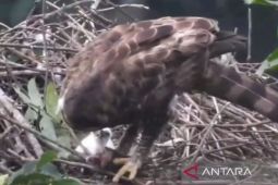 TNGGP catat anak Elang Jawa bertambah jadi 3 ekor