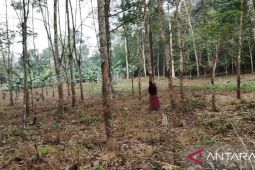 Petani karet keluhkan harga murah dan produksi sedikit lantaran kemarau