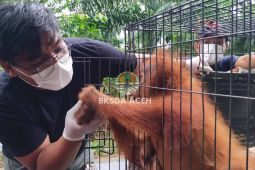 BKSDA Aceh evakuasi orang utan dari kebun sawit di Subulussalam