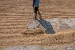 Bulog Karawang kesulitan serap gabah petani karena harganya tinggi