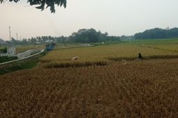 Petani Lebak kembali panen meski sempat terkena dampak El Nino