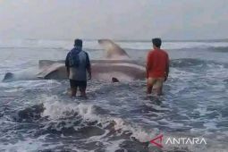Warga pesisir selatan Cianjur temukan hiu paus tutul terdampar di pantai