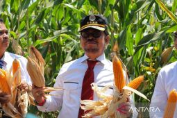 Mentan luncurkan jagung varietas unggul hasil kolaborasi dengan Unhas