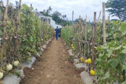 Bisnis benih hortikultura disebut miliki prospek menjanjikan