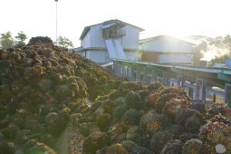 Palmco miliki kebun kelas satu