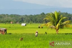 Pemprov Bengkulu rampungkan enam saluran irigasi sebelum masa tanam