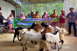 Dispangtan Kotabaru salurkan bantuan Kambing pada Kelompok tani