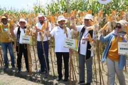 Unej gandeng perusahaan benih kembangkan jagung bioteknologi