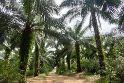 BPDPKS tanam ulang 254 hektare kebun sawit di Paser