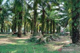 Petani sawit Mukomuko manfaatkan program peremajaan sawit