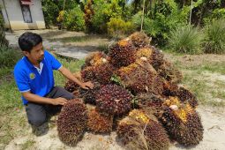 Petani harus jaga kualitas sawit di Kalbar saat harga fluktuatif