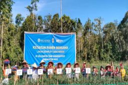 BI Sibolga panen cabe merah bersama Pemkab Nias dan Poktan Hasaradodo