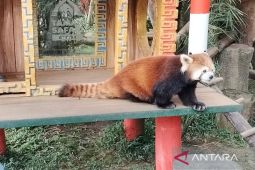 TSI Bogor kampanye pelestarian panda merah
